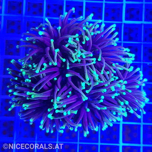 Euphyllia Dragonsoul 5 Heads