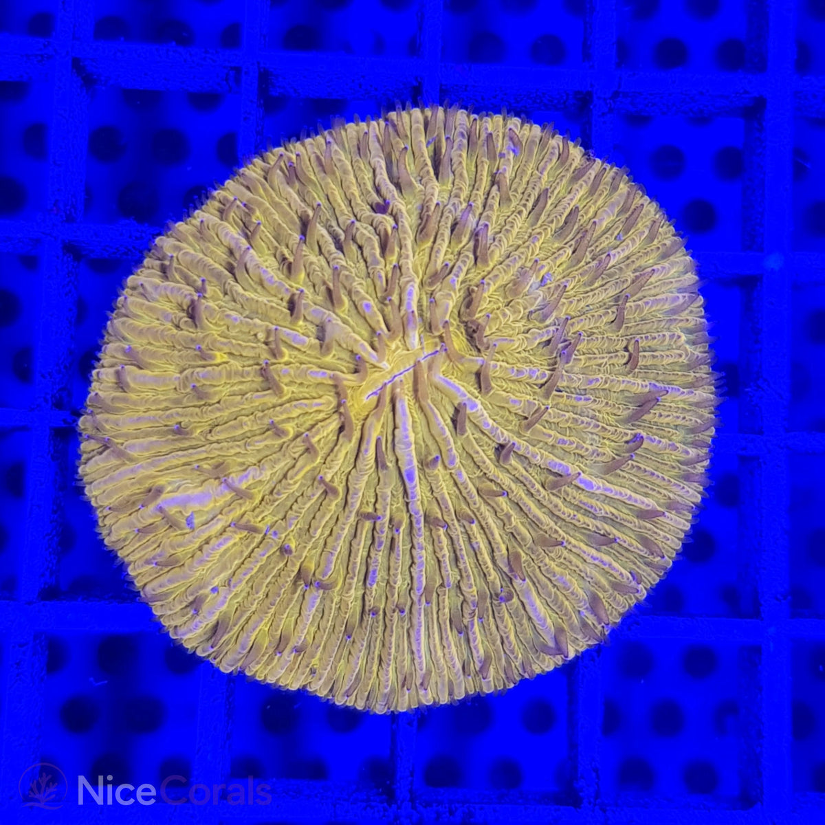 Cycloseris