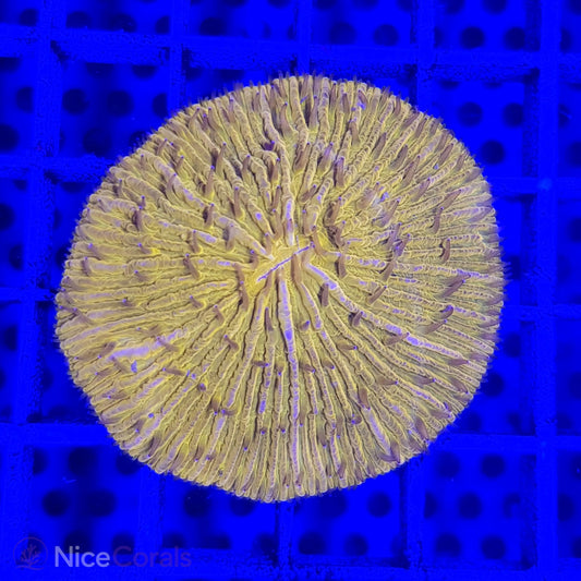 Cycloseris