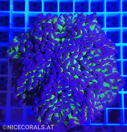 Euphyllia Paraancora 4-5 Heads