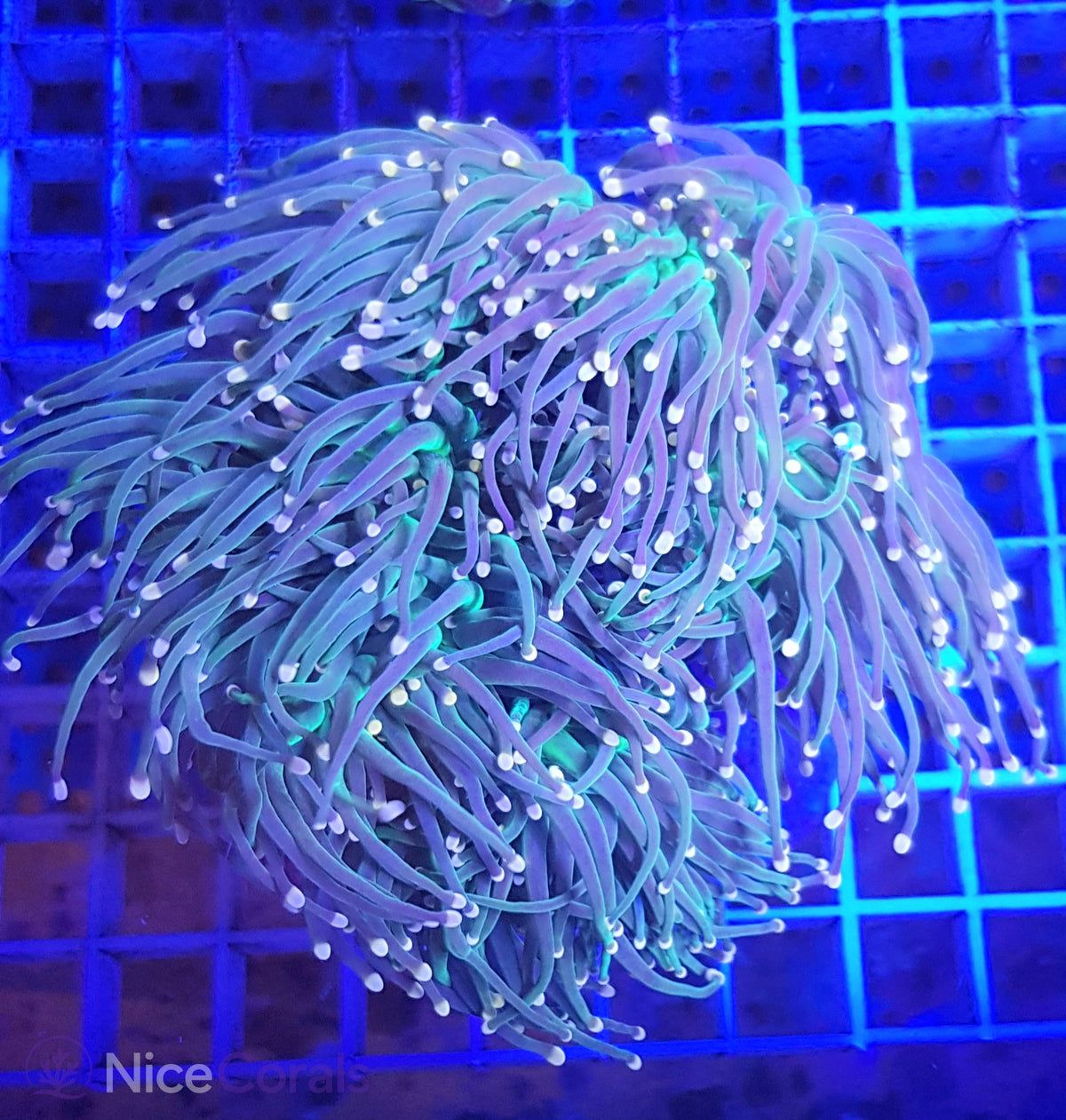 Euphyllia torch