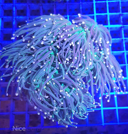 Euphyllia torch