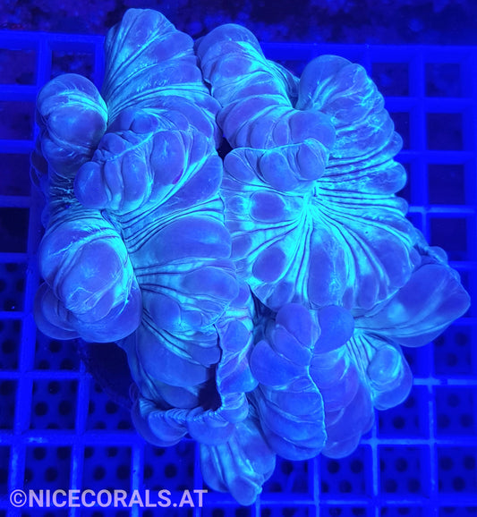 Nemenzophyllia