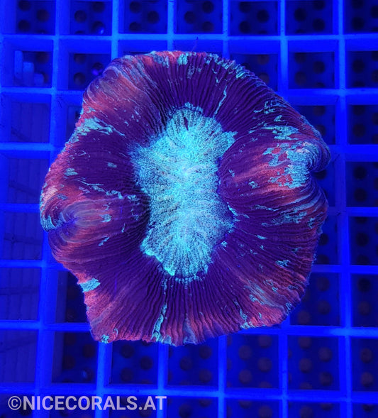 Trachyphyllia