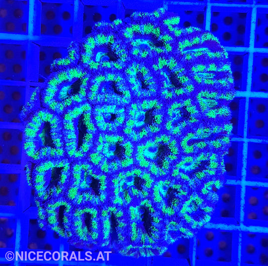Acanthastrea