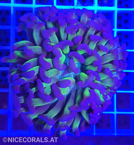 Euphyllia ancora