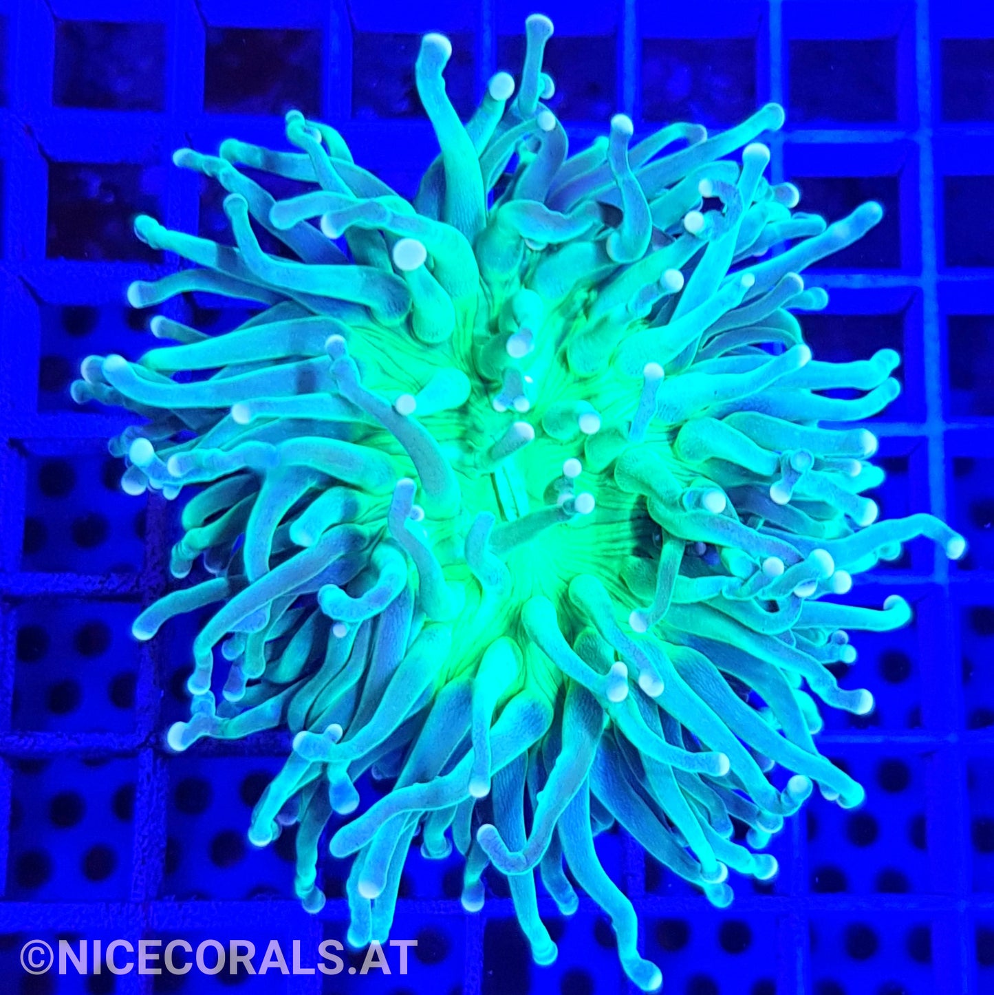 Euphyllia cristata