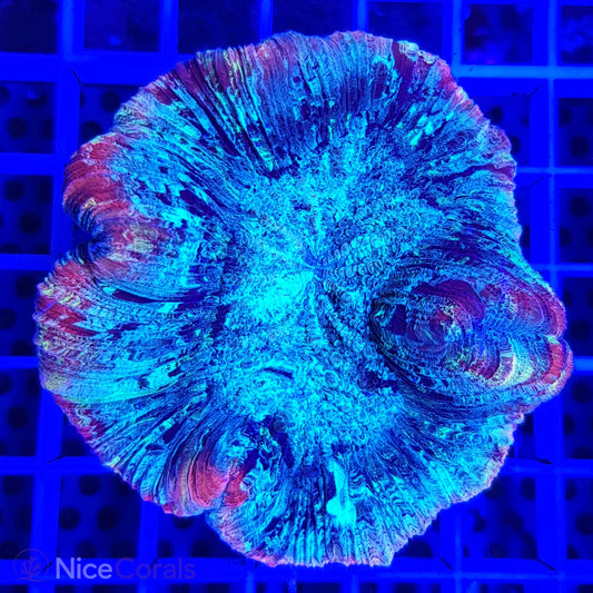 Trachyphyllia