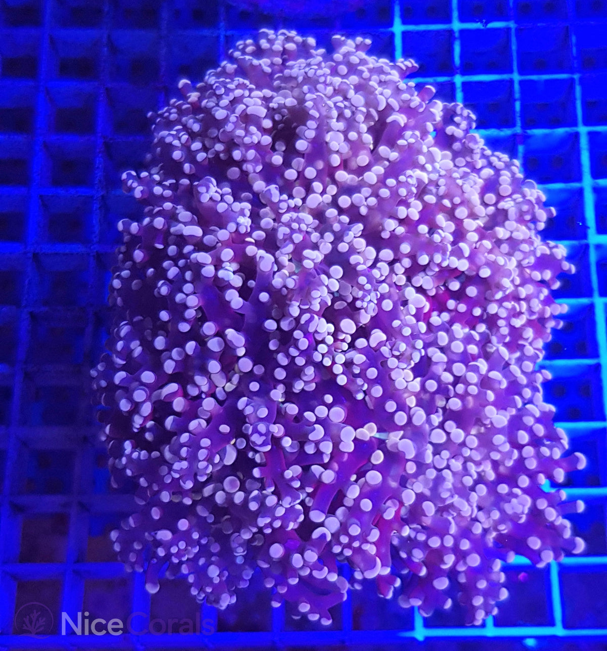 Euphyllia paradivisa