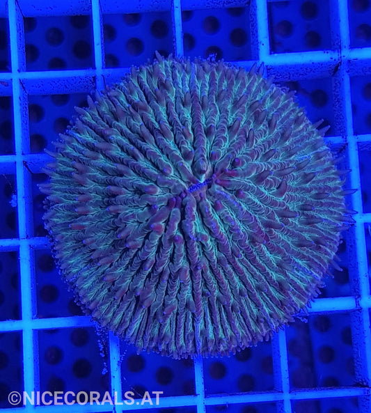 Fungia