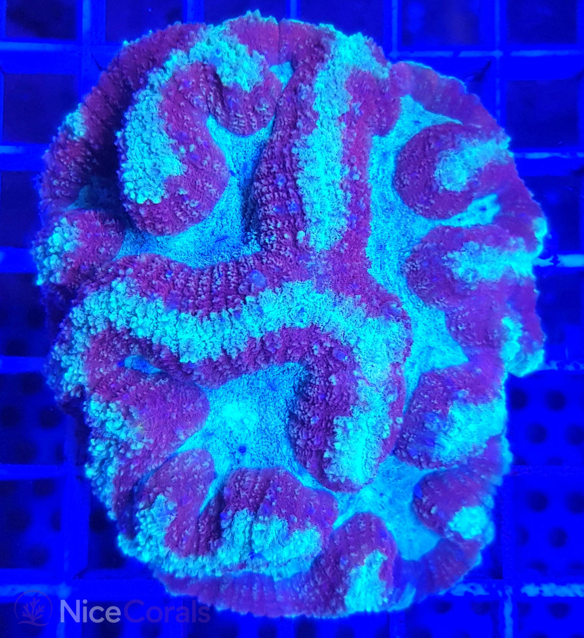 Symphyllia