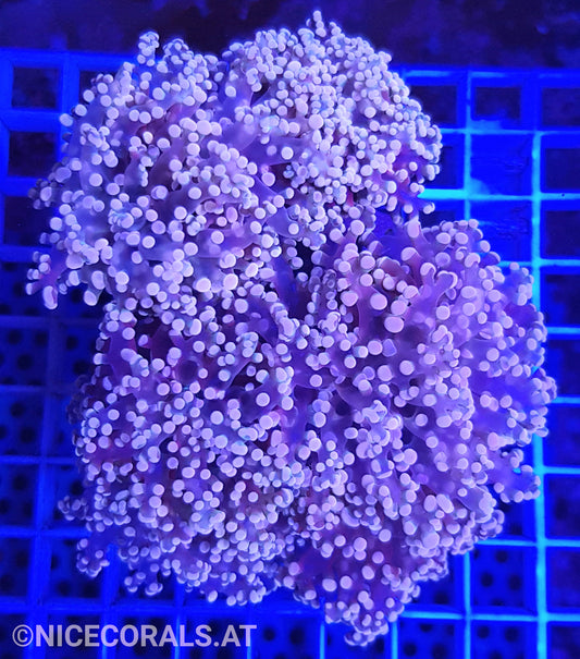 Euphyllia Paradivisa 4-5 Heads