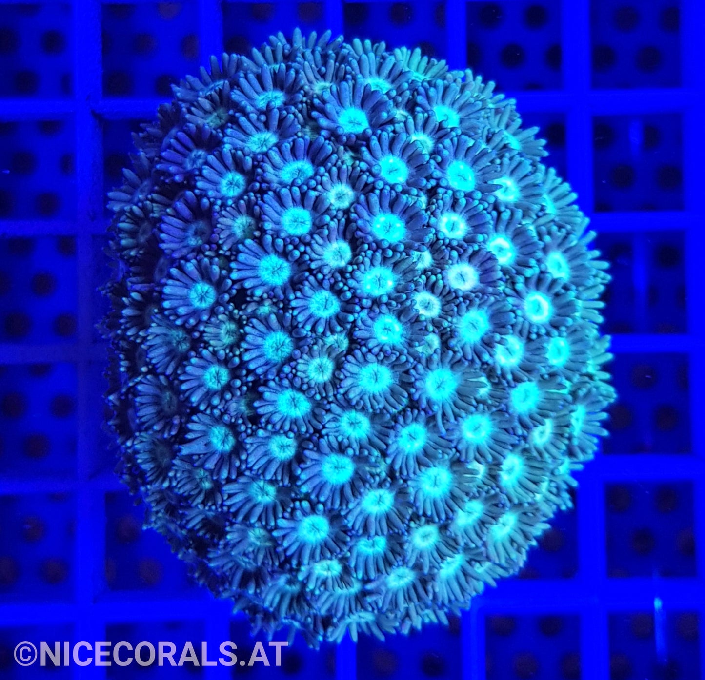 Goniopora