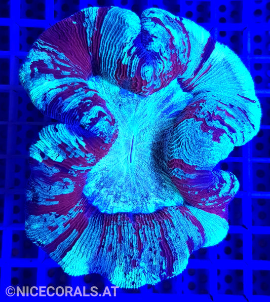 Trachyphyllia
