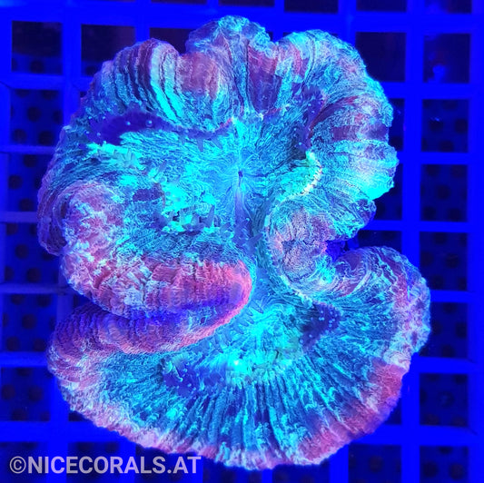 Trachyphyllia