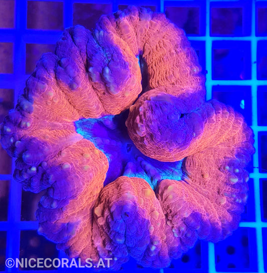 Lobophyllia