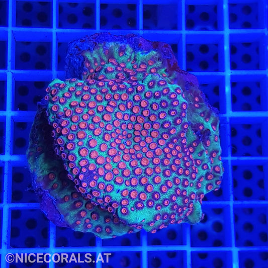 Cyphastrea