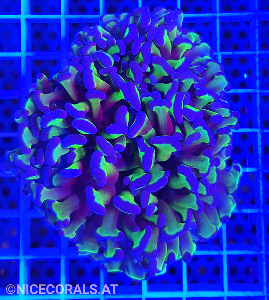 Euphyllia ancora