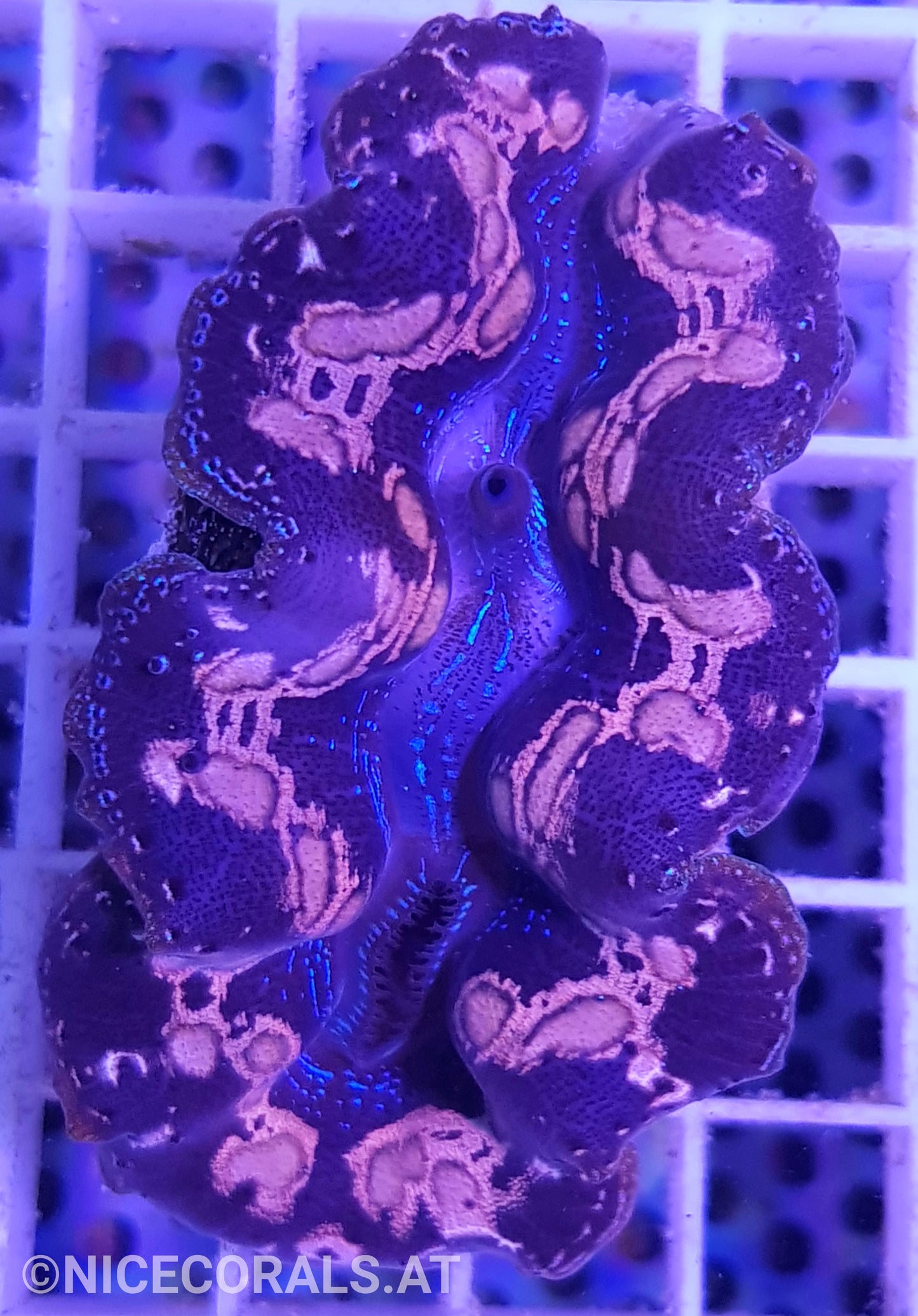 Tridacna crocea 6cm