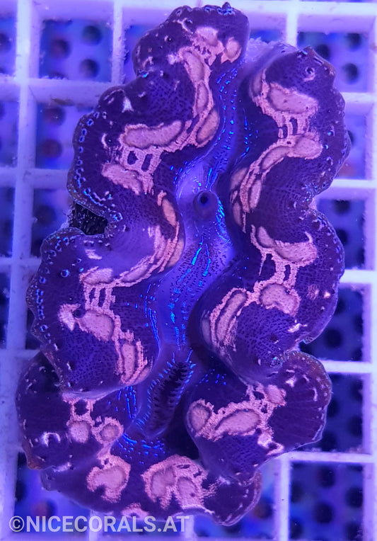 Tridacna crocea 6cm