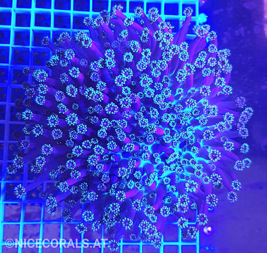 Goniopora XXL