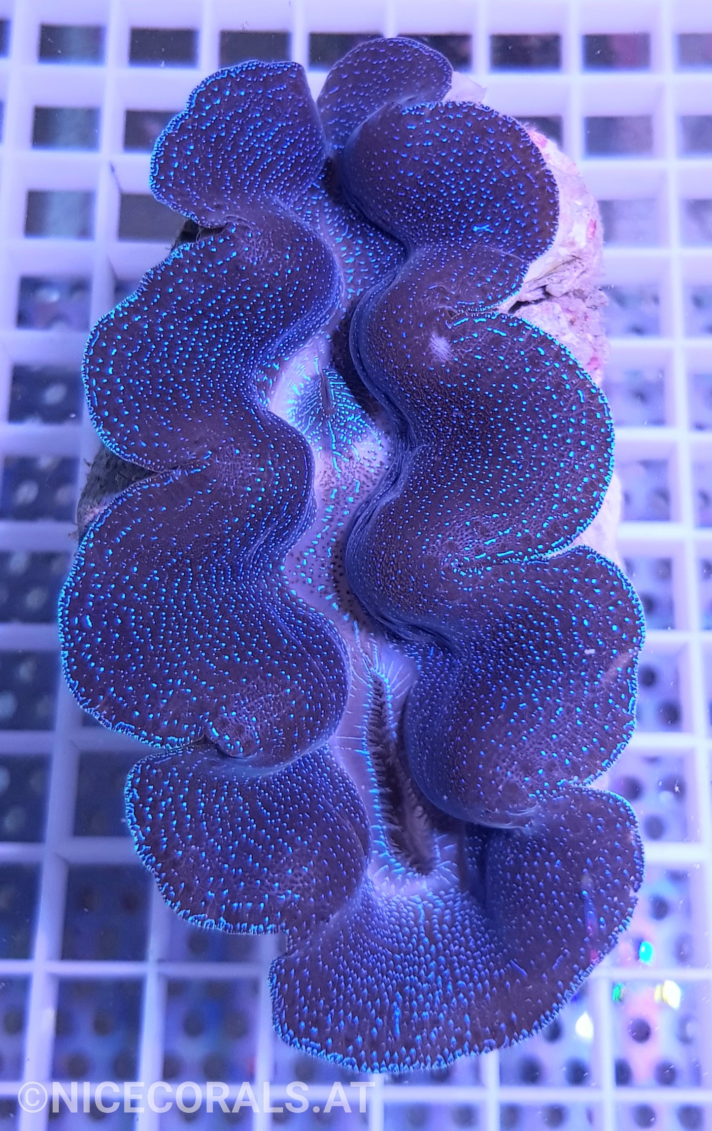 Tridacna Crocea 10 cm +