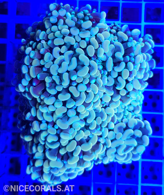 Euphyllia Paraancora Golden Nugget 8 Heads