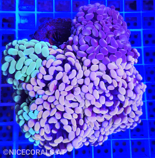 Euphyllia Paraancora Mix