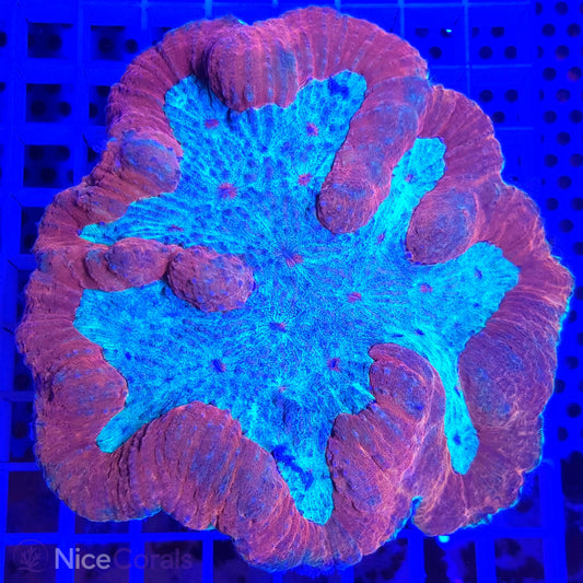 Symphyllia