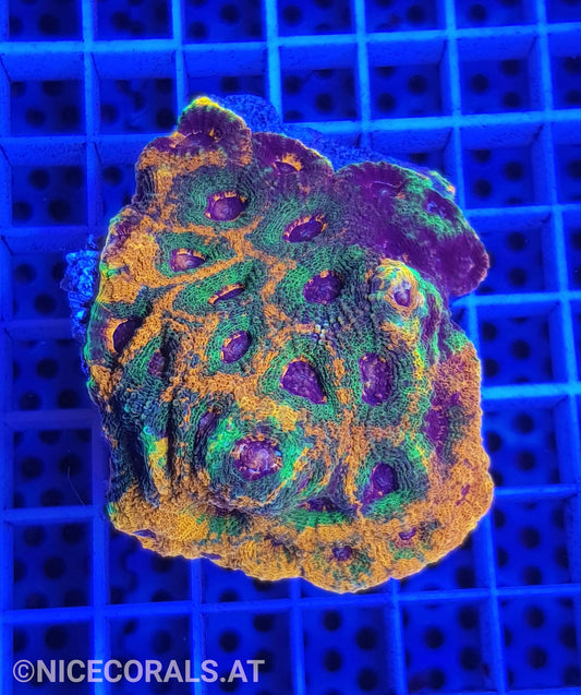 Acanthastrea echinata