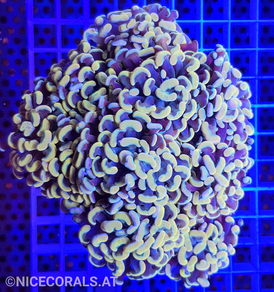 Euphyllia Paraancora Golden Nugget 8 Heads