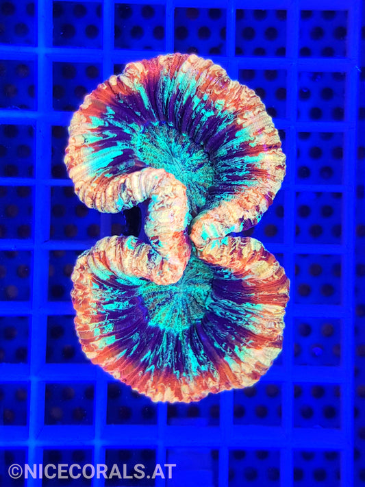 Trachyphyllia