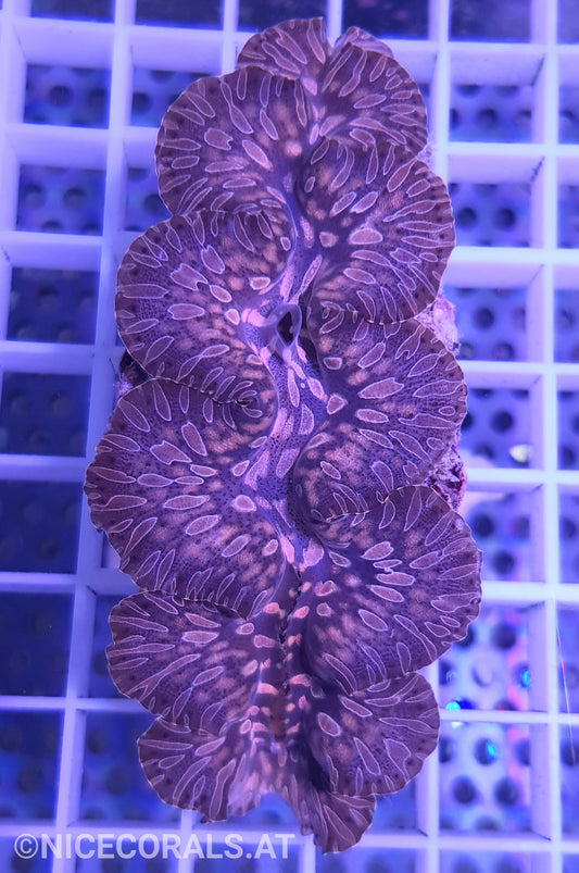 Tridacna Maxima Tear Drop 7 cm