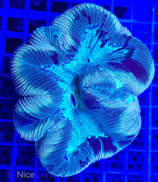 Trachyphyllia