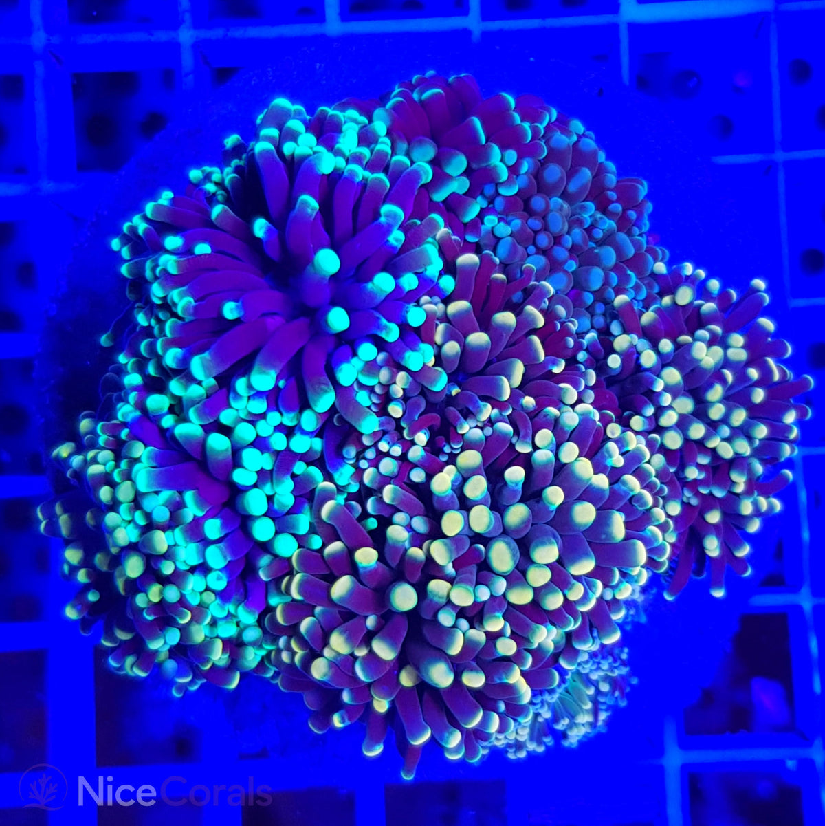 Euphyllia cristata mix