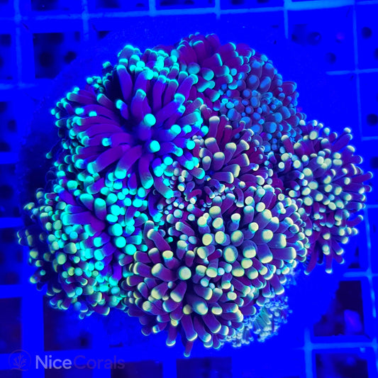Euphyllia cristata mix