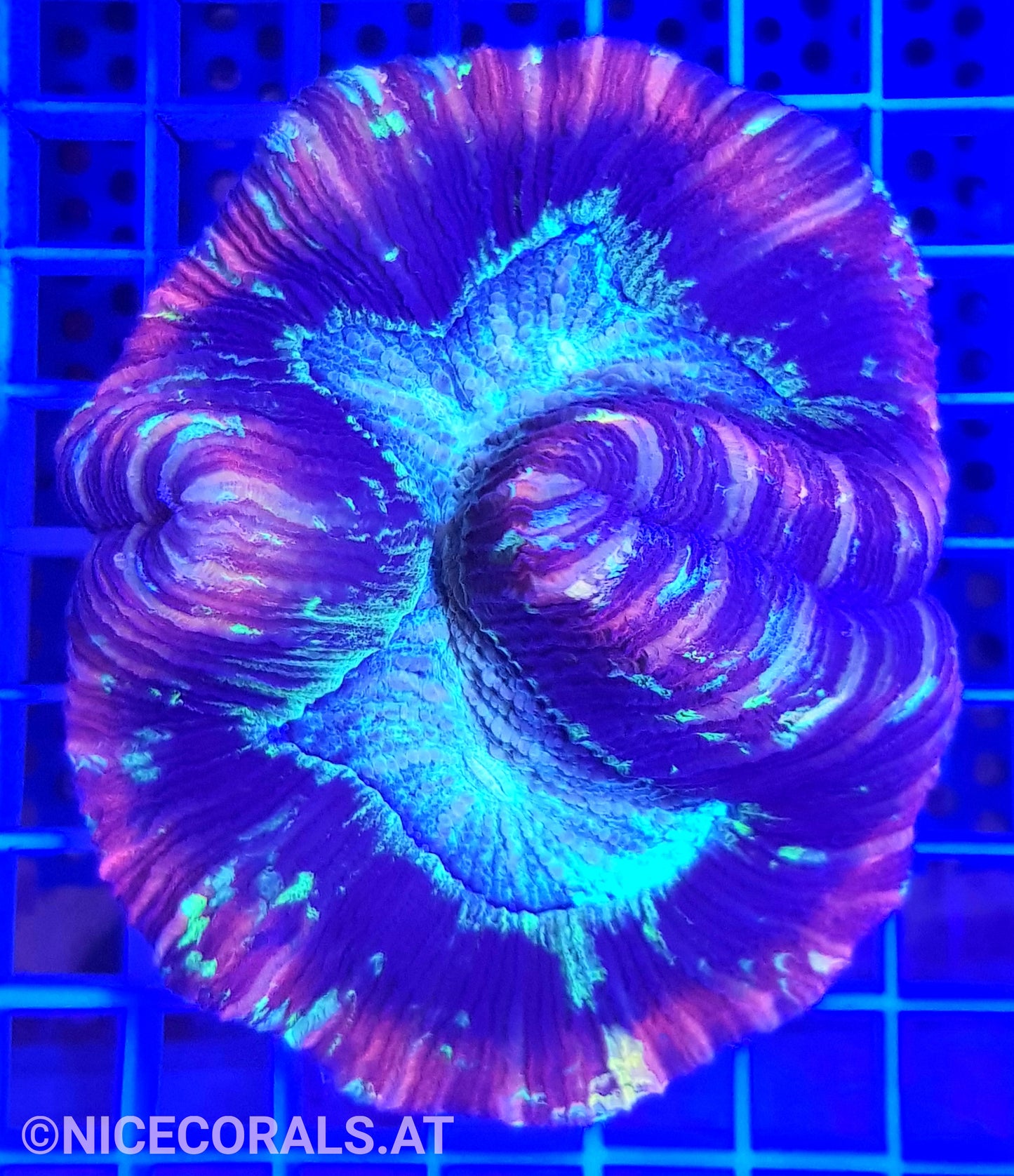 Trachyphyllia