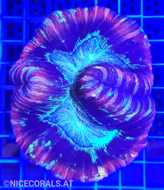 Trachyphyllia