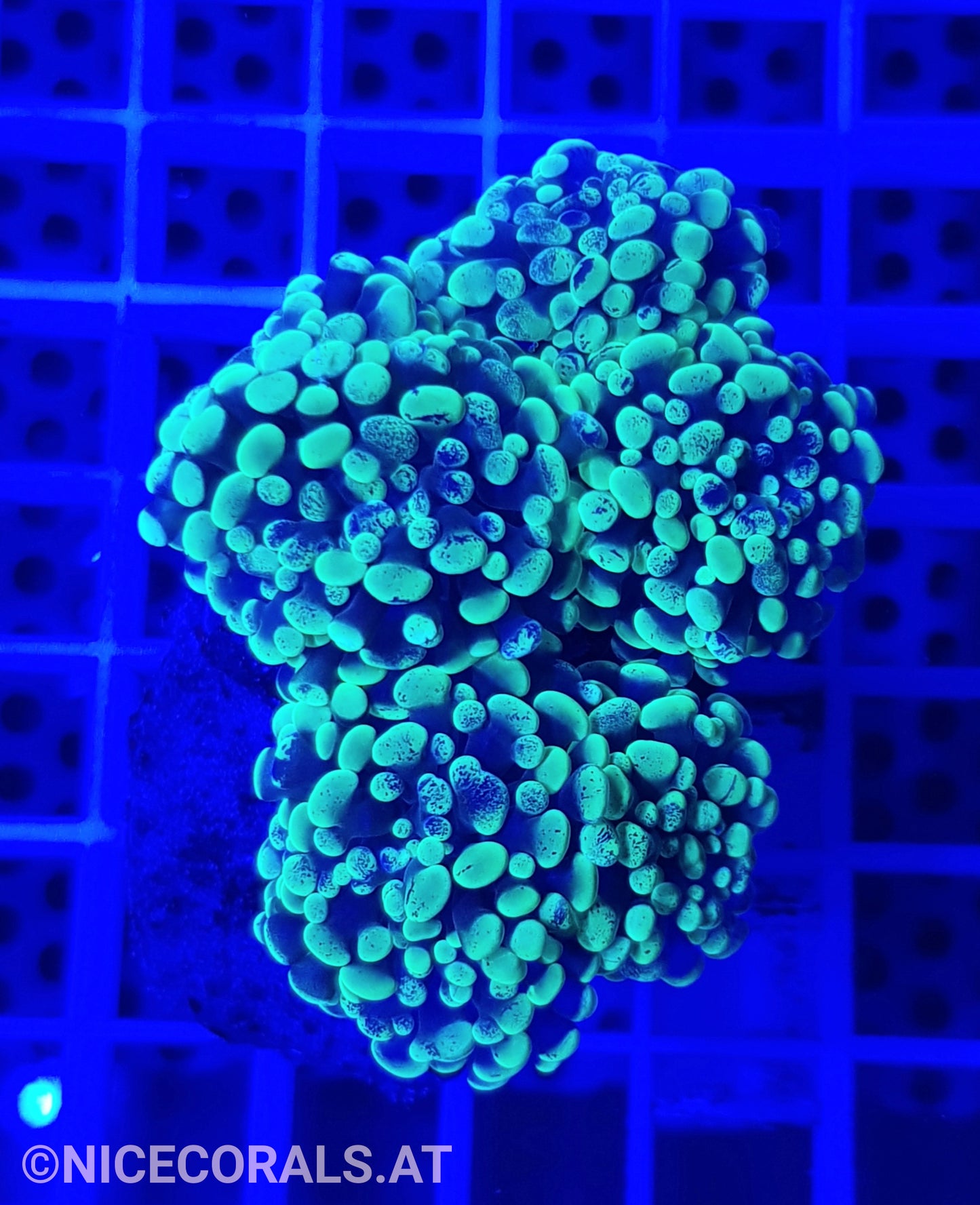 Euphyllia Paraancora 4-5 Heads