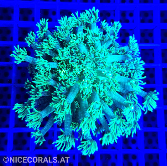 Goniopora