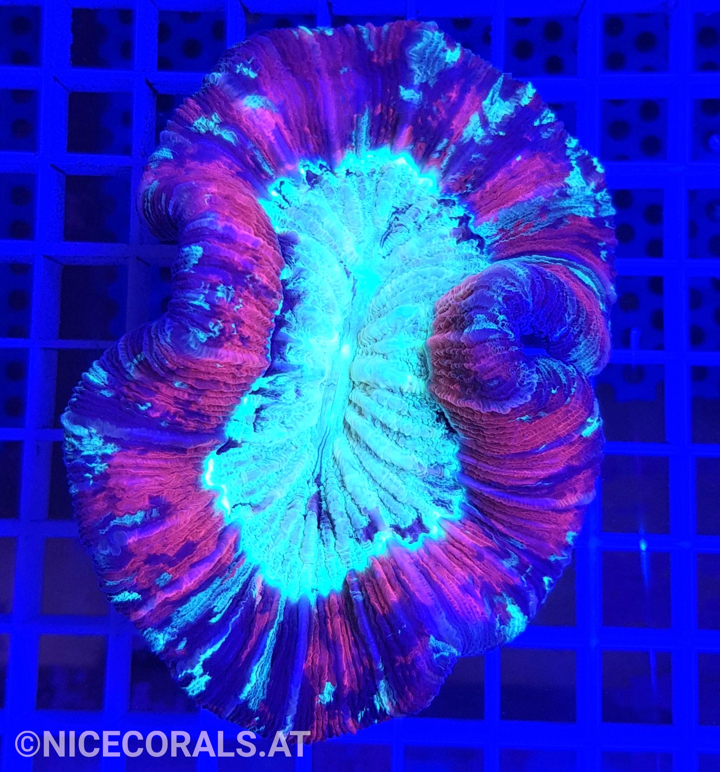 Trachyphyllia