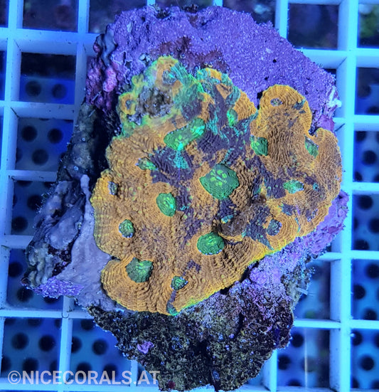 Acanthastrea echinata