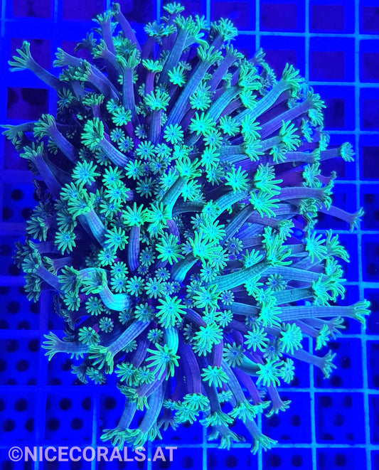 Alveopora