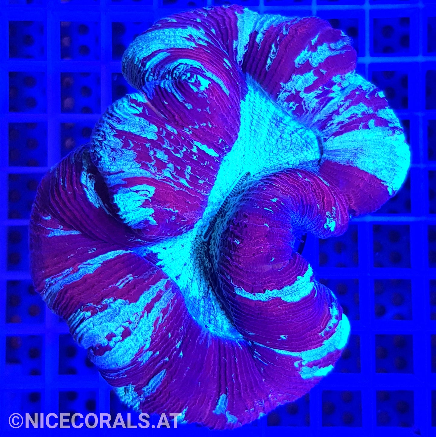 Trachyphyllia
