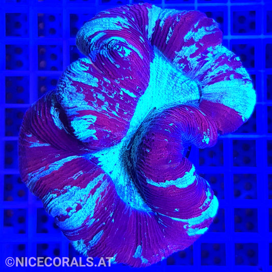 Trachyphyllia