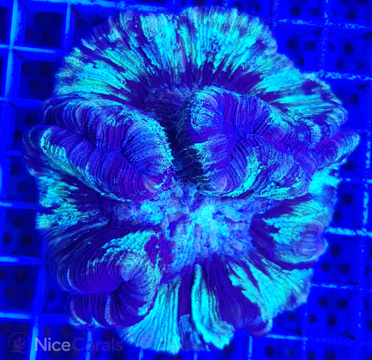 Trachyphyllia