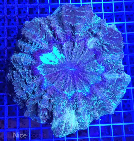 Cynarina SP. Acanthophyllia