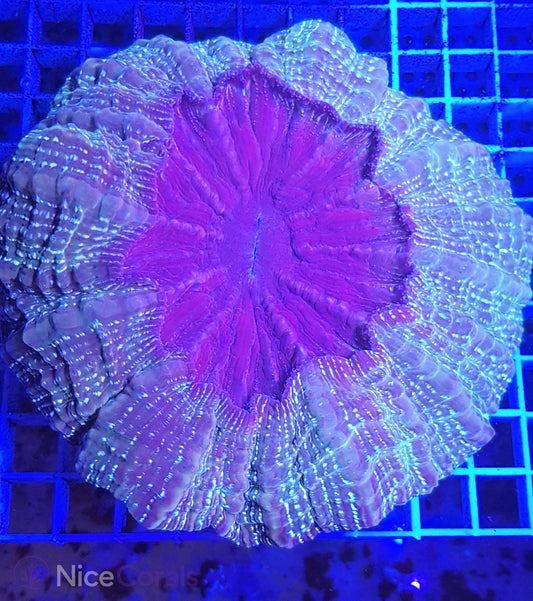 Cynarina SP. Acanthophyllia