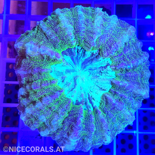 Cynarina SP. Acanthophyllia