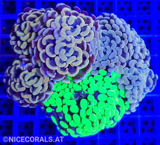 Euphyllia Paraancora Mix